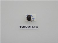 藏品(金龜子科)的圖片